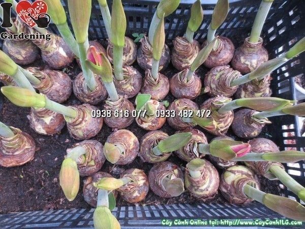 Cây Củ Hoa Huệ Tây – Ý Nghĩa, Cách Chăm Sóc & Mua Bán Sỉ Lẻ Giá Tốt Tại TP.HCM