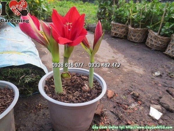 Cây Củ Hoa Huệ Tây – Ý Nghĩa, Cách Chăm Sóc & Mua Bán Sỉ Lẻ Giá Tốt Tại TP.HCM