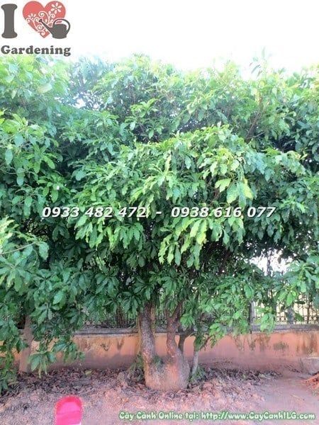 Cây Chiếc – Ý Nghĩa, Cách Chăm Sóc & Mua Bán Sỉ Lẻ Giá Tốt Tại TP.HCM