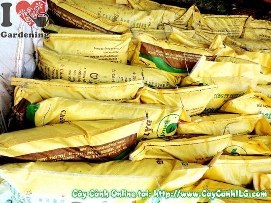 Cây Đất Sạch – Ý Nghĩa, Cách Bảo Quản & Mua Bán Sỉ Lẻ Giá Tốt Tại TP.HCM