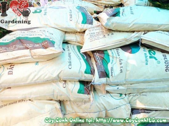 Cây Đất Sạch – Ý Nghĩa, Cách Bảo Quản & Mua Bán Sỉ Lẻ Giá Tốt Tại TP.HCM
