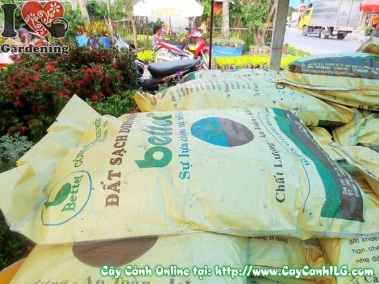 Cây Đất Sạch – Ý Nghĩa, Cách Bảo Quản & Mua Bán Sỉ Lẻ Giá Tốt Tại TP.HCM