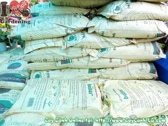 Cây Đất Sạch – Ý Nghĩa, Cách Bảo Quản & Mua Bán Sỉ Lẻ Giá Tốt Tại TP.HCM