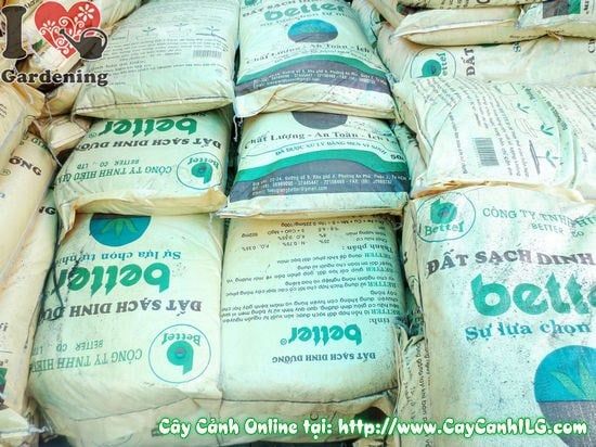 Cây Đất Sạch – Ý Nghĩa, Cách Bảo Quản & Mua Bán Sỉ Lẻ Giá Tốt Tại TP.HCM