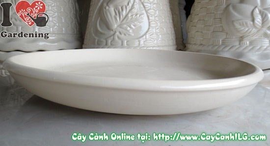Cây Dĩa Lót Men Trắng – Ý Nghĩa, Cách Bảo Quản & Mua Bán Sỉ Lẻ Giá Tốt Tại TP.HCM