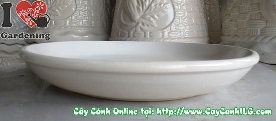 Cây Dĩa Lót Men Trắng – Ý Nghĩa, Cách Bảo Quản & Mua Bán Sỉ Lẻ Giá Tốt Tại TP.HCM