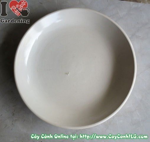 Cây Dĩa Lót Men Trắng – Ý Nghĩa, Cách Bảo Quản & Mua Bán Sỉ Lẻ Giá Tốt Tại TP.HCM