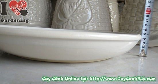 Cây Dĩa Lót Men Trắng – Ý Nghĩa, Cách Bảo Quản & Mua Bán Sỉ Lẻ Giá Tốt Tại TP.HCM