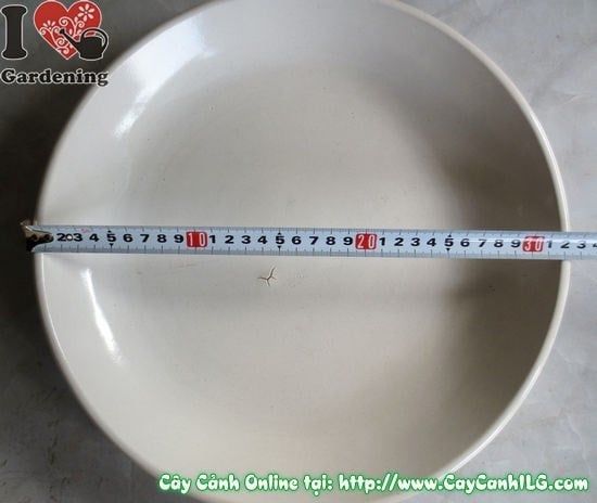 Cây Dĩa Lót Men Trắng – Ý Nghĩa, Cách Bảo Quản & Mua Bán Sỉ Lẻ Giá Tốt Tại TP.HCM