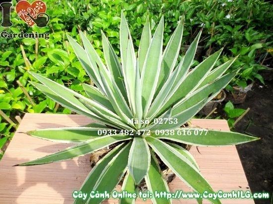 Cây Dứa Gai – Ý Nghĩa, Cách Chăm Sóc & Mua Bán Sỉ Lẻ Giá Tốt Tại TP.HCM