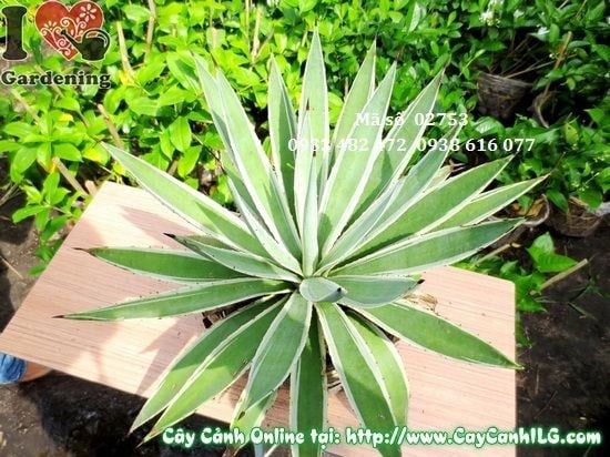 Cây Dứa Gai – Ý Nghĩa, Cách Chăm Sóc & Mua Bán Sỉ Lẻ Giá Tốt Tại TP.HCM