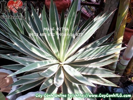 Cây Dứa Gai – Ý Nghĩa, Cách Chăm Sóc & Mua Bán Sỉ Lẻ Giá Tốt Tại TP.HCM