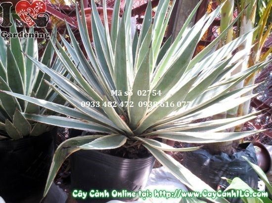 Cây Dứa Gai – Ý Nghĩa, Cách Chăm Sóc & Mua Bán Sỉ Lẻ Giá Tốt Tại TP.HCM