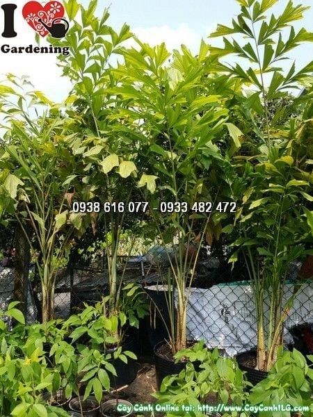 Cây Đủng Đỉnh – Ý Nghĩa, Cách Chăm Sóc & Mua Bán Sỉ Lẻ Giá Tốt Tại TP.HCM