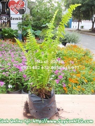 Cây Dương Xỉ – Ý Nghĩa, Cách Chăm Sóc & Mua Bán Sỉ Lẻ Giá Tốt Tại TP.HCM