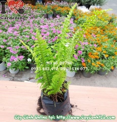 Cây Dương Xỉ – Ý Nghĩa, Cách Chăm Sóc & Mua Bán Sỉ Lẻ Giá Tốt Tại TP.HCM