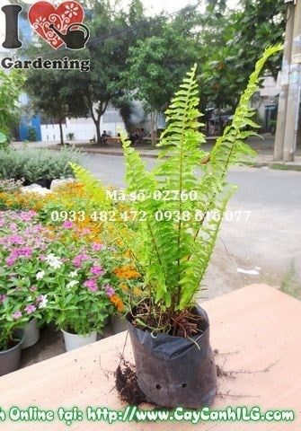 Cây Dương Xỉ – Ý Nghĩa, Cách Chăm Sóc & Mua Bán Sỉ Lẻ Giá Tốt Tại TP.HCM