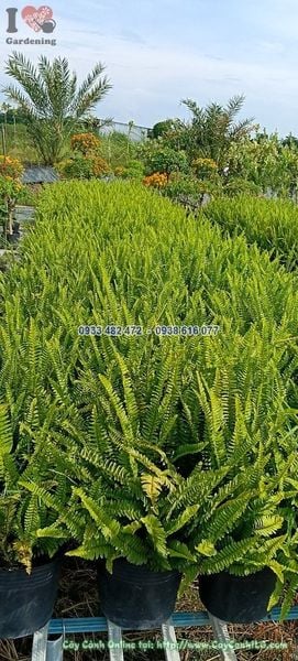 Cây Dương Xỉ Lá Me – Ý Nghĩa, Cách Chăm Sóc & Mua Bán Sỉ Lẻ Giá Tốt Tại TP.HCM
