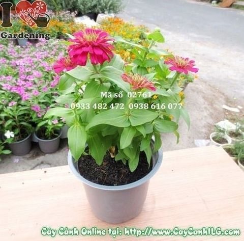 Cây Duyên Cúc – Ý Nghĩa, Cách Chăm Sóc & Mua Bán Sỉ Lẻ Giá Tốt Tại TP.HCM