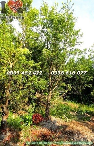 Cây Tùng La Hán Đài Loan – Ý Nghĩa, Cách Chăm Sóc & Mua Bán Sỉ Lẻ Giá Tốt Tại TP.HCM