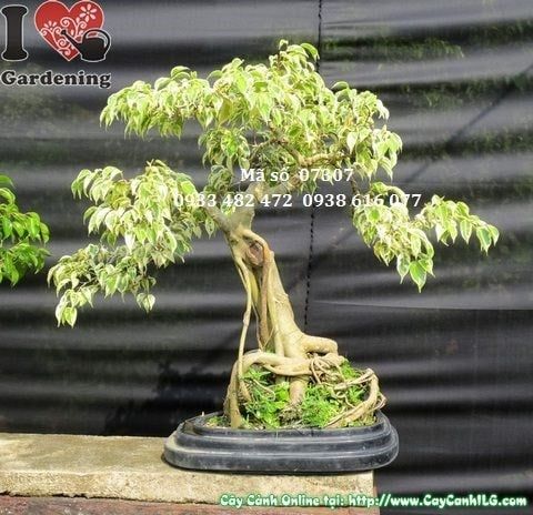 Cây Sanh Cẩm Thạch – Ý Nghĩa, Cách Chăm Sóc & Mua Bán Sỉ Lẻ Giá Tốt Tại TP.HCM