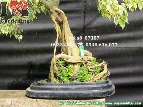 Cây Sanh Cẩm Thạch – Ý Nghĩa, Cách Chăm Sóc & Mua Bán Sỉ Lẻ Giá Tốt Tại TP.HCM