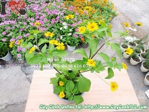 Cây Hoa Cúc Mặt Trời – Ý Nghĩa, Cách Chăm Sóc & Mua Bán Sỉ Lẻ Giá Tốt Tại TP.HCM