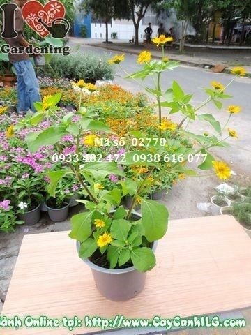 Cây Hoa Cúc Mặt Trời – Ý Nghĩa, Cách Chăm Sóc & Mua Bán Sỉ Lẻ Giá Tốt Tại TP.HCM