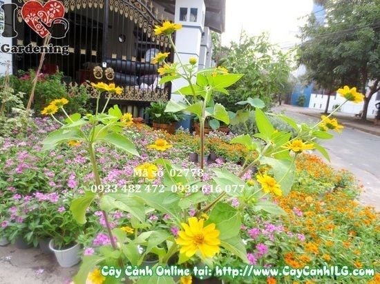 Cây Hoa Cúc Mặt Trời – Ý Nghĩa, Cách Chăm Sóc & Mua Bán Sỉ Lẻ Giá Tốt Tại TP.HCM