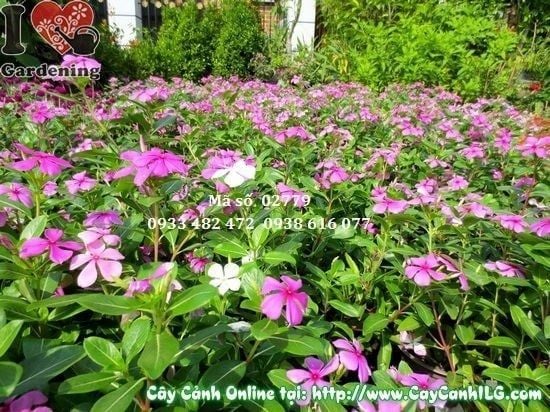 Cây Hoa Dừa Cạn – Ý Nghĩa, Cách Chăm Sóc & Mua Bán Sỉ Lẻ Giá Tốt Tại TP.HCM