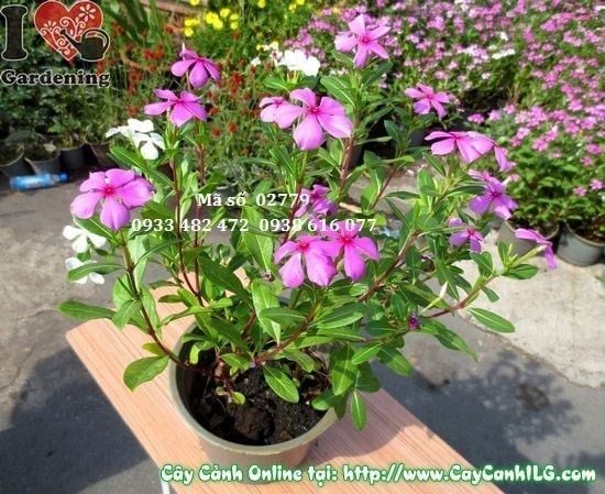 Cây Hoa Dừa Cạn – Ý Nghĩa, Cách Chăm Sóc & Mua Bán Sỉ Lẻ Giá Tốt Tại TP.HCM
