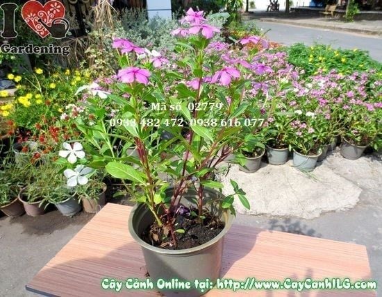 Cây Hoa Dừa Cạn – Ý Nghĩa, Cách Chăm Sóc & Mua Bán Sỉ Lẻ Giá Tốt Tại TP.HCM