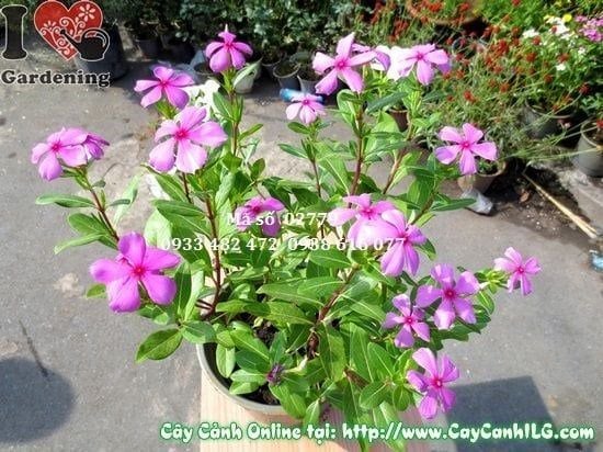 Cây Hoa Dừa Cạn – Ý Nghĩa, Cách Chăm Sóc & Mua Bán Sỉ Lẻ Giá Tốt Tại TP.HCM