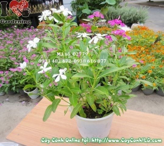 Cây Hoa Dừa Cạn – Ý Nghĩa, Cách Chăm Sóc & Mua Bán Sỉ Lẻ Giá Tốt Tại TP.HCM