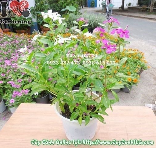 Cây Hoa Dừa Cạn – Ý Nghĩa, Cách Chăm Sóc & Mua Bán Sỉ Lẻ Giá Tốt Tại TP.HCM