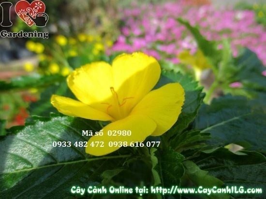Cây Hoa Dừa Vàng – Ý Nghĩa, Cách Chăm Sóc & Mua Bán Sỉ Lẻ Giá Tốt Tại TP.HCM