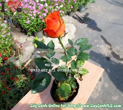 Cây Hoa Hồng – Ý Nghĩa, Cách Chăm Sóc & Mua Bán Sỉ Lẻ Giá Tốt Tại TP.HCM