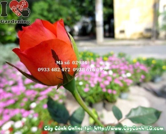 Cây Hoa Hồng – Ý Nghĩa, Cách Chăm Sóc & Mua Bán Sỉ Lẻ Giá Tốt Tại TP.HCM