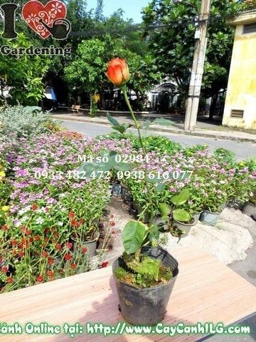 Cây Hoa Hồng – Ý Nghĩa, Cách Chăm Sóc & Mua Bán Sỉ Lẻ Giá Tốt Tại TP.HCM