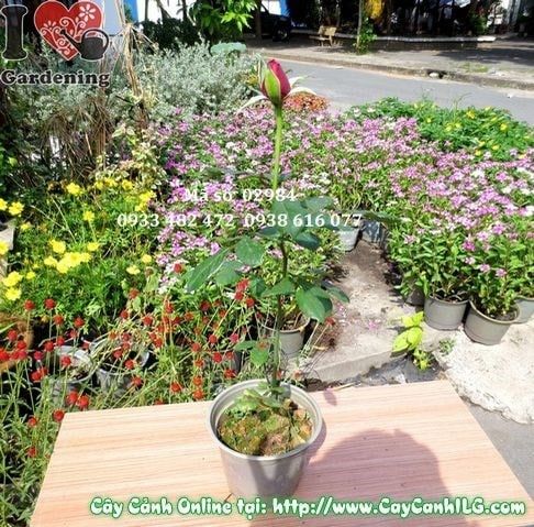 Cây Hoa Hồng – Ý Nghĩa, Cách Chăm Sóc & Mua Bán Sỉ Lẻ Giá Tốt Tại TP.HCM