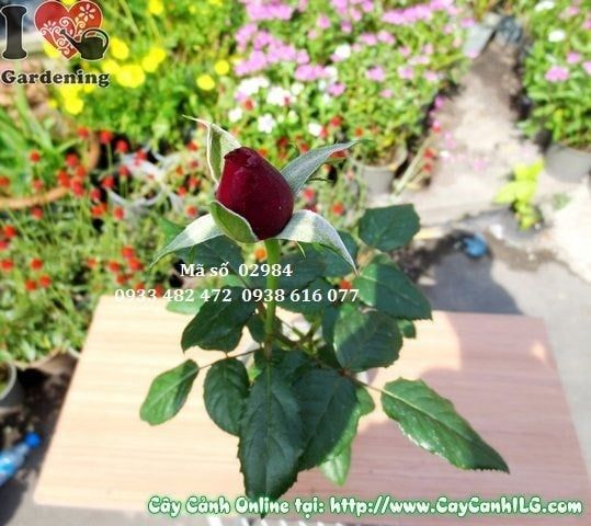 Cây Hoa Hồng – Ý Nghĩa, Cách Chăm Sóc & Mua Bán Sỉ Lẻ Giá Tốt Tại TP.HCM