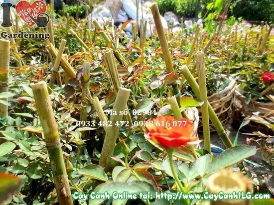 Cây Hoa Hồng – Ý Nghĩa, Cách Chăm Sóc & Mua Bán Sỉ Lẻ Giá Tốt Tại TP.HCM