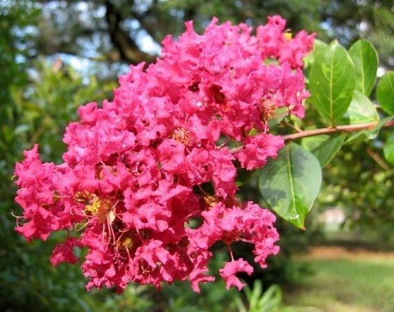 Cây Tường Vi Hoa Đỏ – Ý Nghĩa, Cách Chăm Sóc & Mua Bán Sỉ Lẻ Giá Tốt Tại TP.HCM