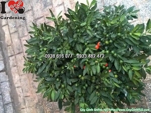 Cây Ớt Bi – Ý Nghĩa, Cách Chăm Sóc & Mua Bán Sỉ Lẻ Giá Tốt Tại TP.HCM