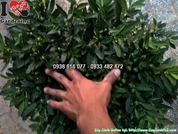 Cây Ớt Bi – Ý Nghĩa, Cách Chăm Sóc & Mua Bán Sỉ Lẻ Giá Tốt Tại TP.HCM
