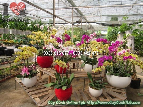 Cây Chậu Phong Lan Hồ Điệp – Ý Nghĩa, Cách Chăm Sóc & Mua Bán Sỉ Lẻ Giá Tốt Tại TP.HCM