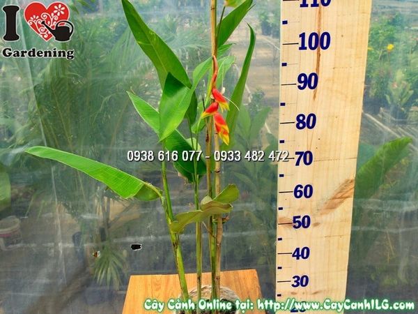 Cây Chậu Chuối Pháo – Ý Nghĩa, Cách Chăm Sóc & Mua Bán Sỉ Lẻ Giá Tốt Tại TP.HCM