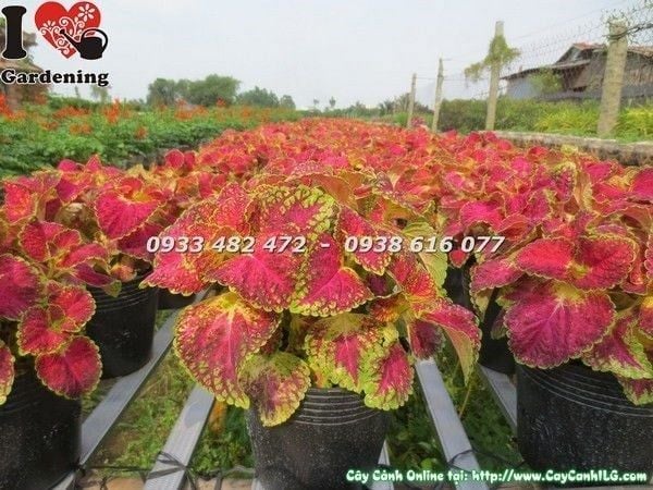 Cây Lá Gấm Đỏ – Ý Nghĩa, Cách Chăm Sóc & Mua Bán Sỉ Lẻ Giá Tốt Tại TP.HCM