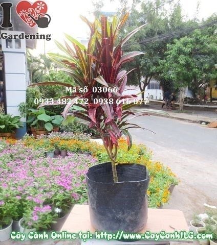 Cây Lá Màu Da Huy – Ý Nghĩa, Cách Chăm Sóc & Mua Bán Sỉ Lẻ Giá Tốt Tại TP.HCM