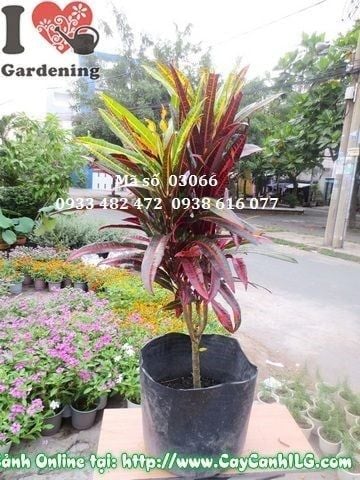 Cây Lá Màu Da Huy – Ý Nghĩa, Cách Chăm Sóc & Mua Bán Sỉ Lẻ Giá Tốt Tại TP.HCM